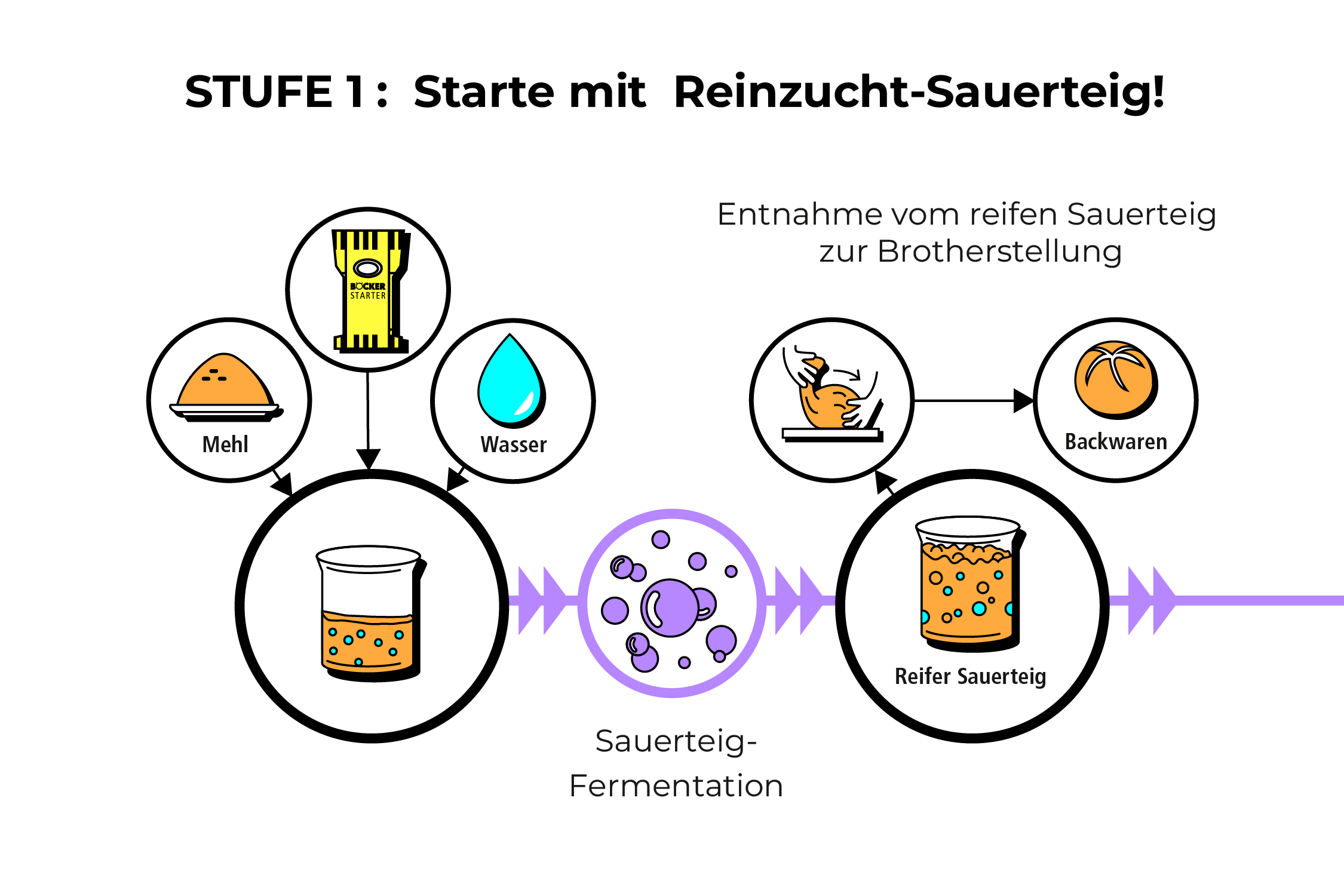 Informationsgrafik: Reinzucht-Sauerteig Führung Nr. 1