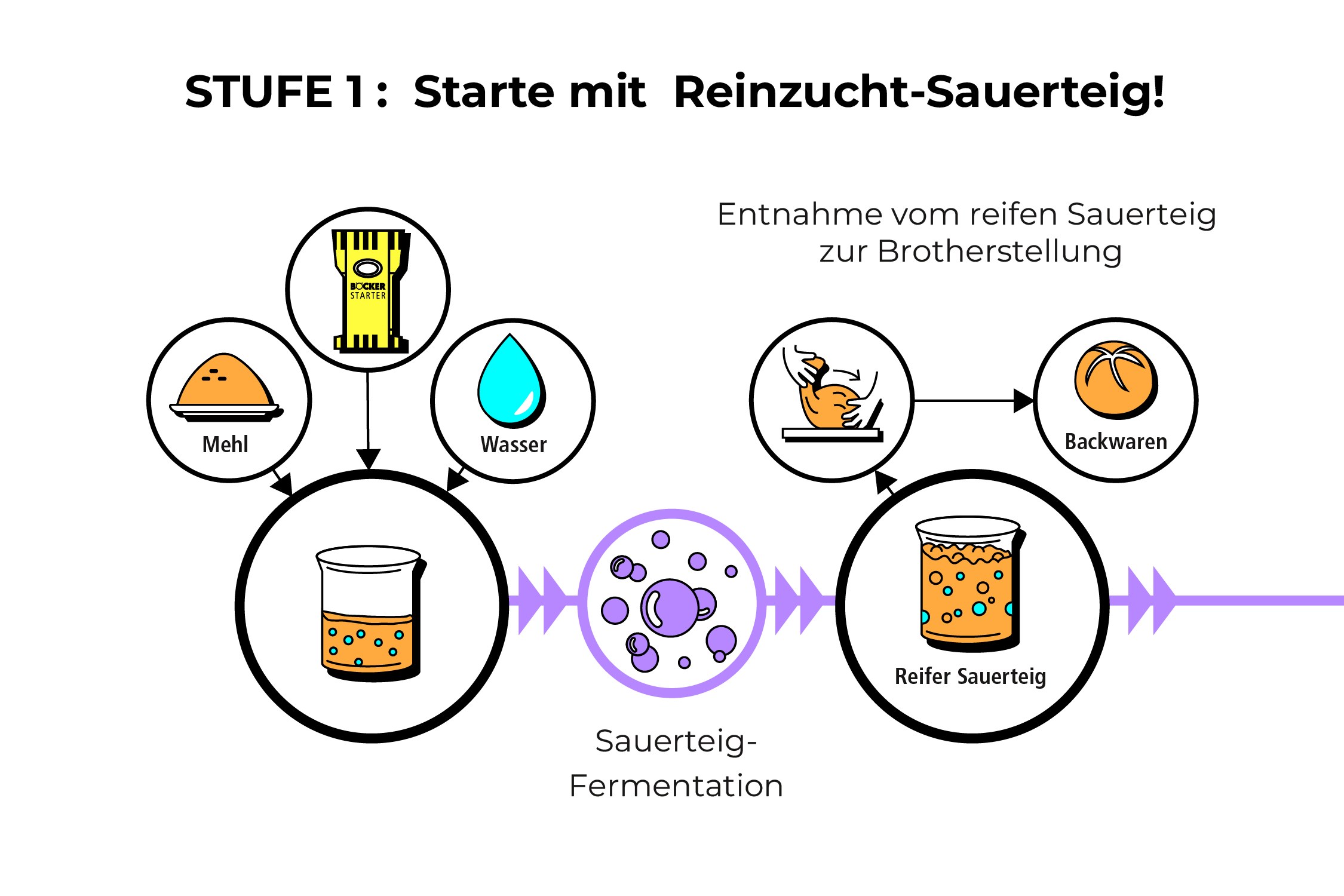 „Grafik: Stufe 1 der Reinzucht-Sauerteigführung – von Mehl und Wasser zum reifen Sauerteig für Backwaren