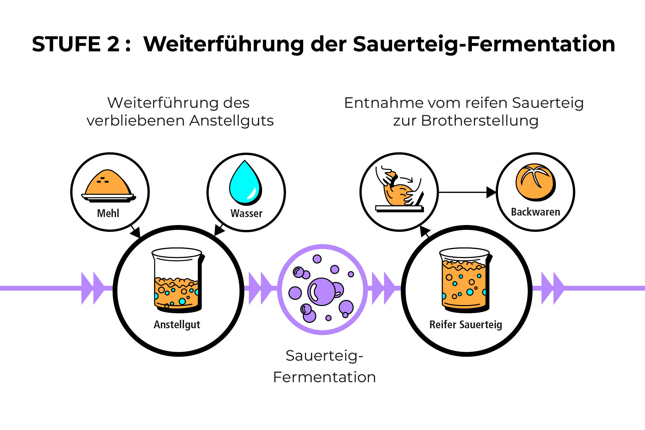 Informationsgrafik: Reinzucht-Sauerteig Führung Nr. 2