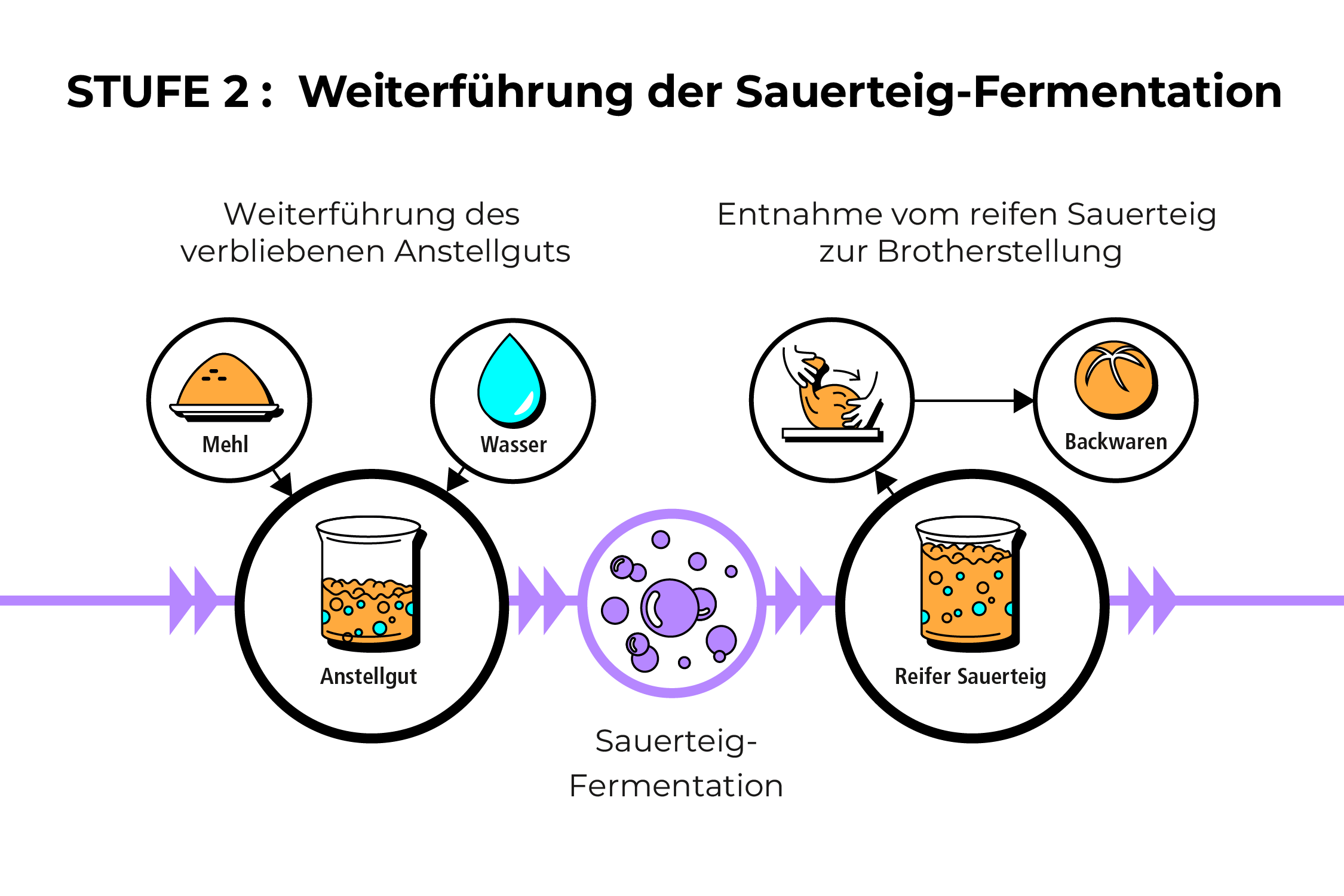 Grafik: Stufe 2 der Sauerteig-Fermentation – Weiterführung des Anstellguts bis zum reifen Sauerteig für Backwaren