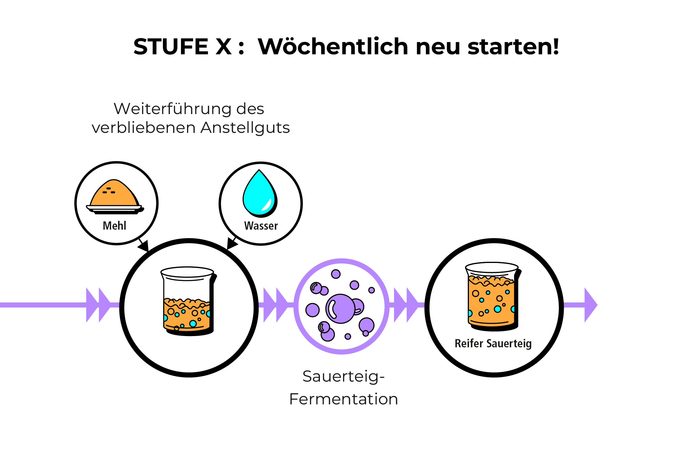 Informationsgrafik: Reinzucht-Sauerteig Führung Nr. 3