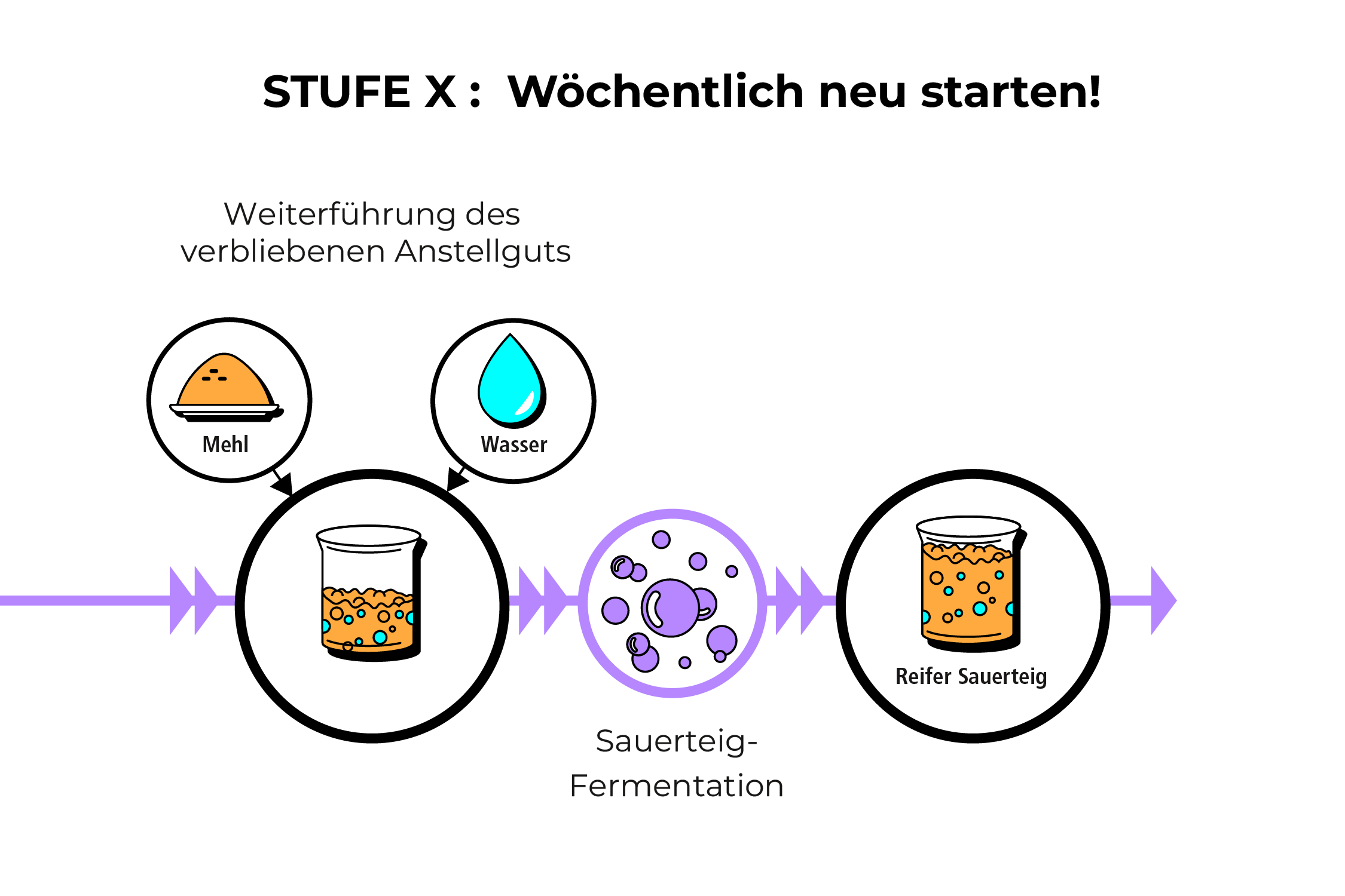 Grafik: Regelmäßiger Neustart der Sauerteig-Fermentation durch Weiterführung des Anstellguts