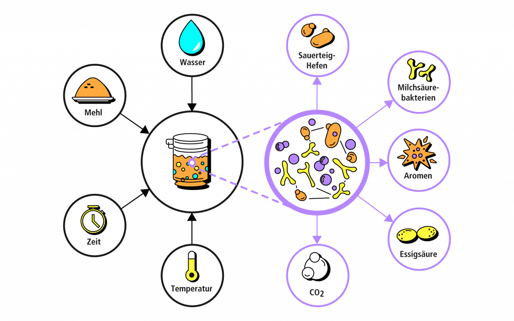 Informationsgrafik: Natürliche Fermentation