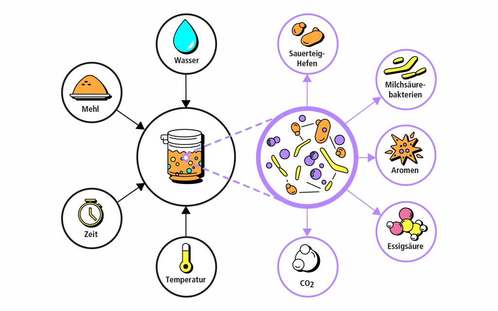 Grafik zum Sauerteig-Fachwissen: Grundlagen der Fermentation mit Mehl, Wasser, Mikroorganismen und Stoffwechselprodukten