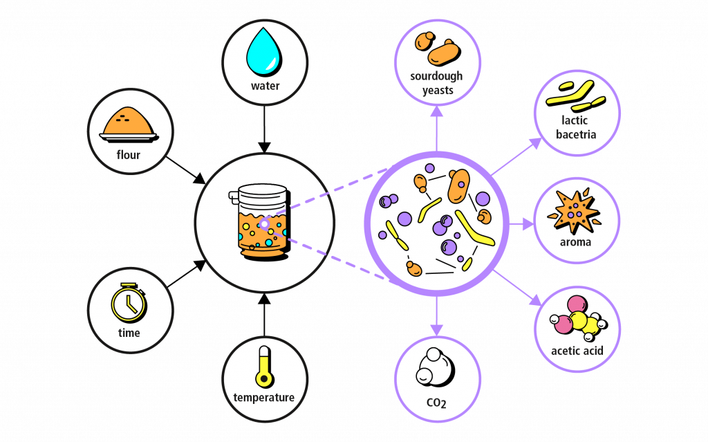 Sourdough Natural Fermentation Graphic