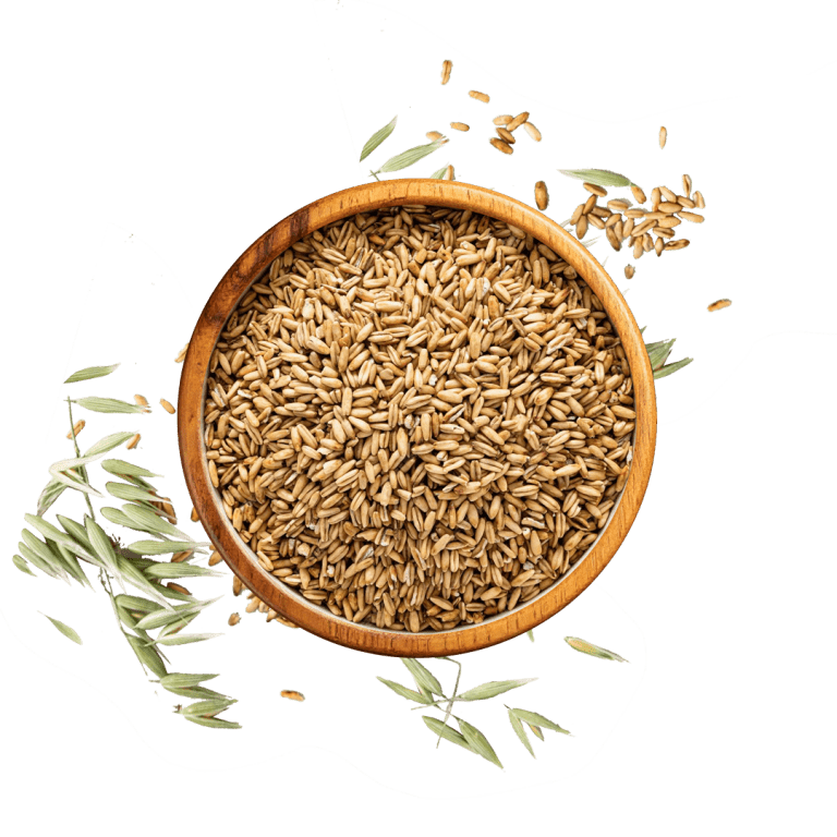 Barley grains as a raw material for BÖCKER sourdough varieties