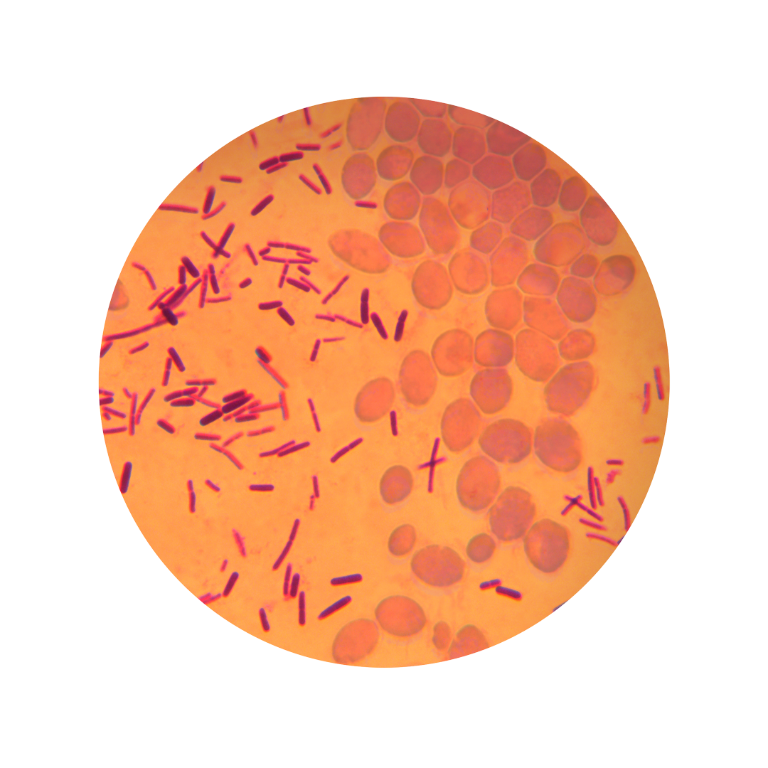 Petrischale mit Sauerteig-Fermentation – komplexer mikrobiologischer Prozess bei Böcker Sauerteig