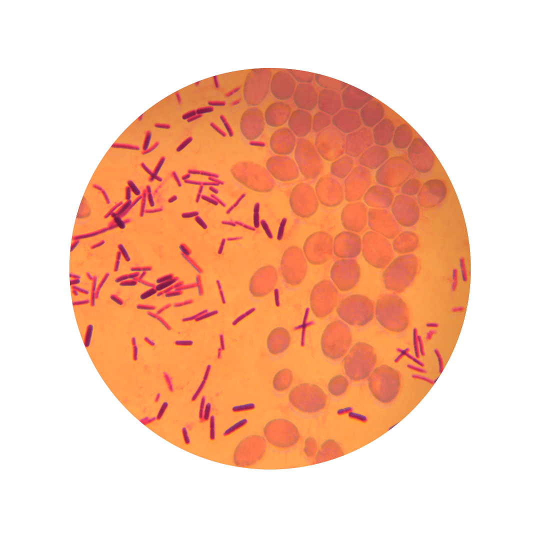 Petri dish with sourdough fermentation – complex microbiological process at Böcker Sauerteig